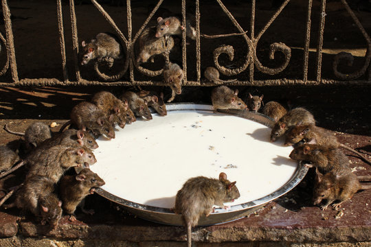 Rats at the temple