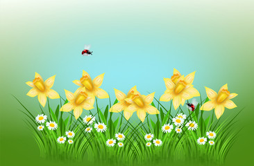 Spring daffodil background