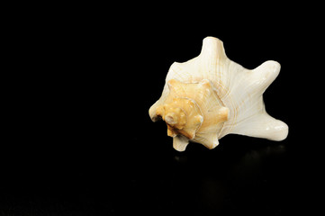 shell , underwater, marine life , on a black background