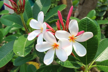 Obraz premium Thai white temple flower