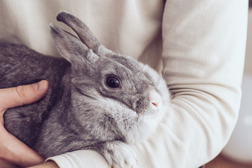 grey rabbit