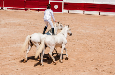 Spectacle équestre