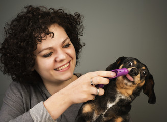 Beautiful young woman with curly brown hair brushes small dachshund's teeth