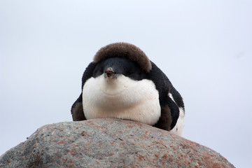 Fototapeta premium Eselspinguin