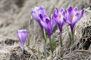 Spring ,  flowers, colorful crocuses blooming