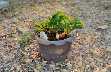 Growing Strawberries in Tropical Climates with an average temperature of 30c in Roiet Province, Thailand