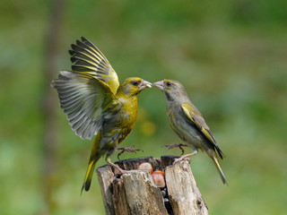 Greenfinches scandal on feeder - 105246224