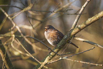 November 2010. England. A Dunnock, Prunella modularis, singing from a tree in the evening sunshine