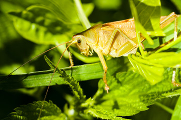 Field grasshopper on a leaf
