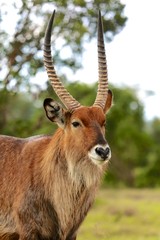 Fototapeta premium a portrait of a waterbuck at the masai mara national park kenya