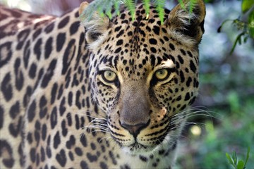a wonderful leopard at the kruger national park south africa - obrazy, fototapety, plakaty