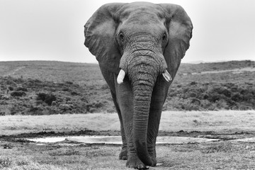 an elephant at the addo elephant park south africa