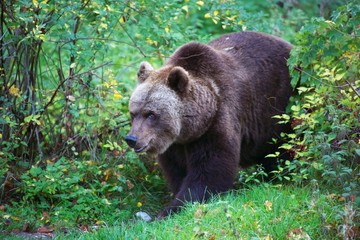 Fototapeta premium bear at the Bavarian Forest National Park germany
