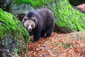Fototapeta premium bear at the Bavarian Forest National Park germany