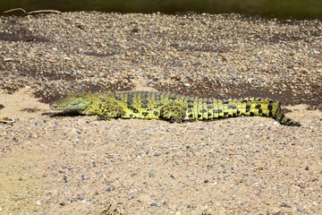 crocodile at the masai mara national park south africa