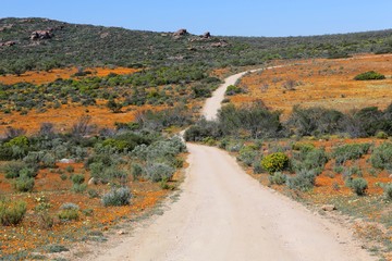 flowers at the namaqualand national park south africa