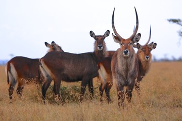 herd of waterbucks at masai mara national park