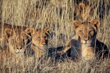 Obraz na płótnie Canvas lions at etosha national park namibia