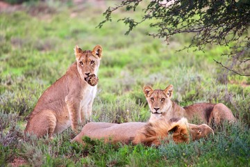 Fototapeta na wymiar lions at kgalagadi transfrontier park south african side