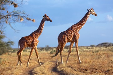 Naklejka na ściany i meble masai giraffes at samburu national park kenya