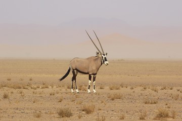 oryx in the namib naukluft desert namibia