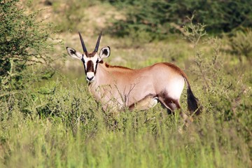 Fototapeta premium oryx calf in the bush at kgalagadi transfrontier park south africa