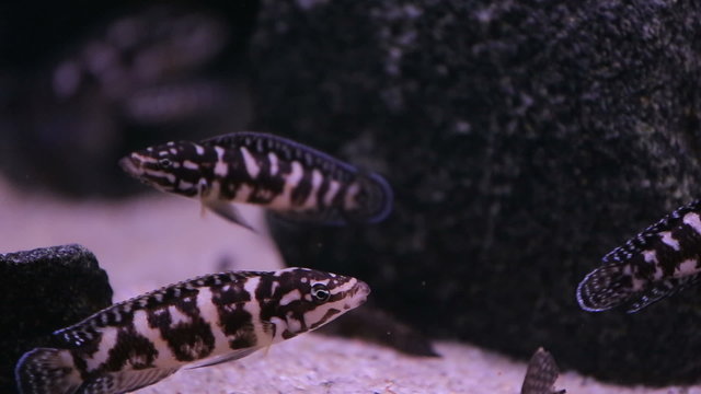 African Cichlid fishes searching for food between snags and green plants