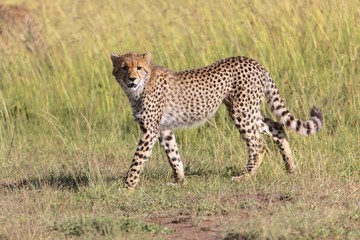 Obraz premium young cheetah at the masai mara national park