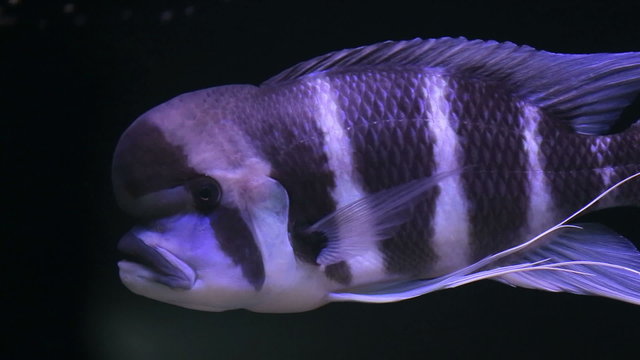 African Cichlid fishes searching for food between snags and green plants