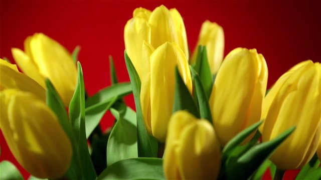 Rotating bunch of yellow tulips on red background, looped  video, closeup