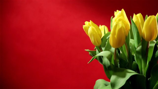 Rotating bunch of yellow tulips on red background, looped video