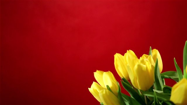 Rotating bunch of yellow tulips on red background, looped video
