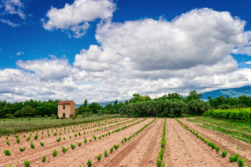 Fototapeta na wymiar vineyards Provence