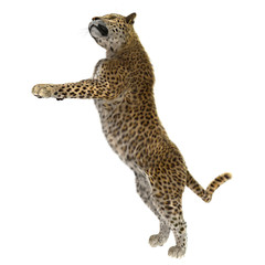 Big Cat Leopard on White