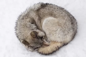 Papier Peint photo Loup Ball of Wolf. A gray wolf curls up in the snow at Parc Omega, Montebello, Quebec, Canada