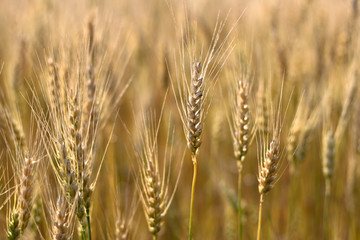 Ears of wheat