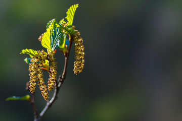 Green branch of tree on green blurry background 