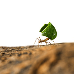 Leaf-cutter ant carrying leaf piece on tree log - obrazy, fototapety, plakaty