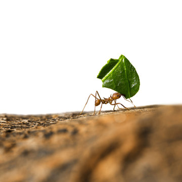 Leaf-cutter ant carrying leaf piece on tree log