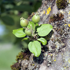 Apfel, Malus, domestica