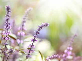 Purple dead nettles in the sun. Wildflowers with copy space and smooth light. Selective focus on the foreground. 