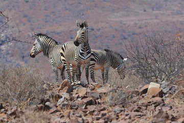 Fototapeta na wymiar Bergzebra (Equus Zebra) am Grootbergpass