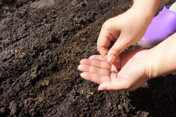 crops of seeds of plants to the soil