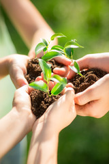 Children holding young plant in hands