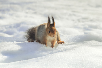 fluffy little red squirrel digging in the white snow in the Park