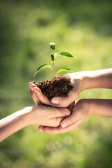 Children holding young plant in hands