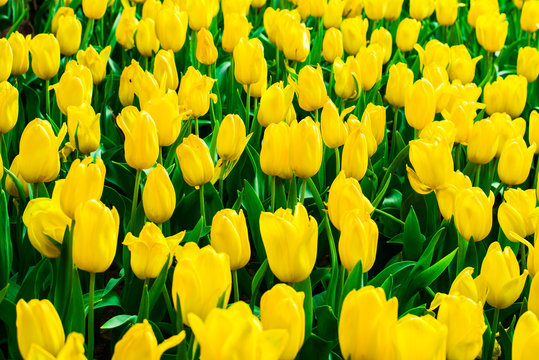 Yellow tulips flower field blooming in the garden. © chollacholla