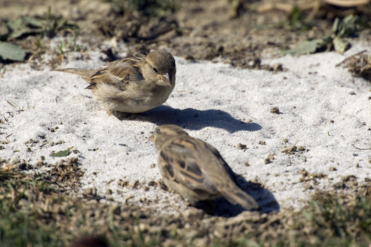 Sperling, Spatz, Hausspatz