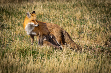 Mother fox and kits in the wild