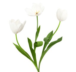 Trio of white tulips